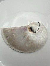 White Pearl Nautilus Shell
