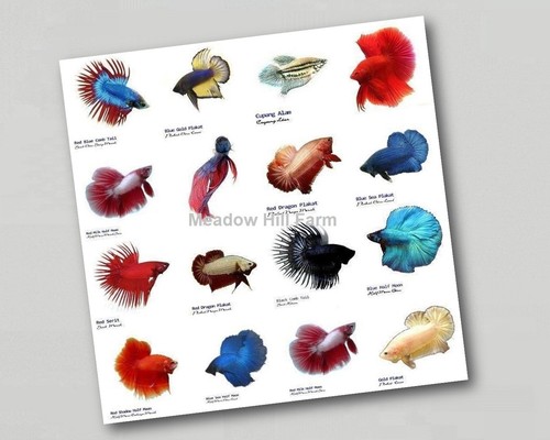 Fridge magnet tropical - fridge,
