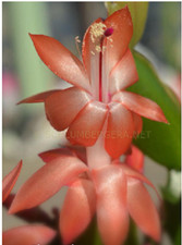 Christmas Cactus Schlumbergera