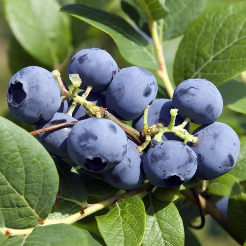 Blueberry fruit plant - fruit,