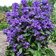 Campanula Glomerata 'Freya'