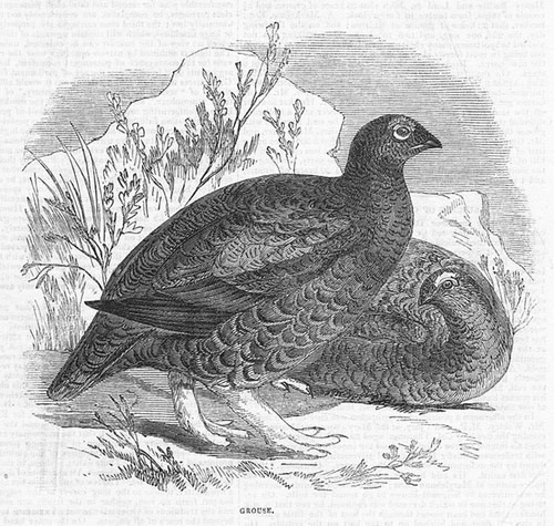 Birds the grouse antique - the,