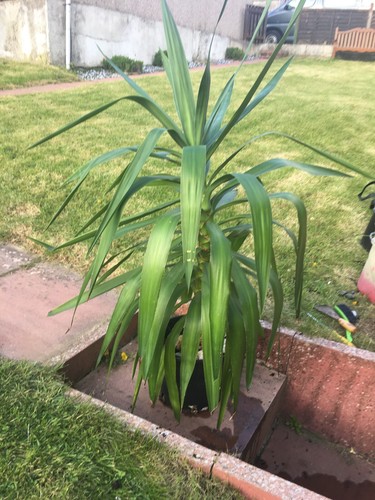 Yukka plant(s)