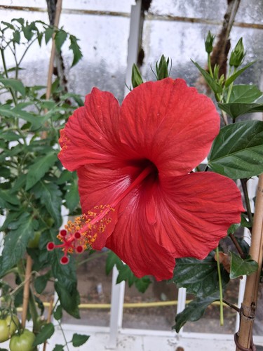 Red hibiscus plant - plant, 115