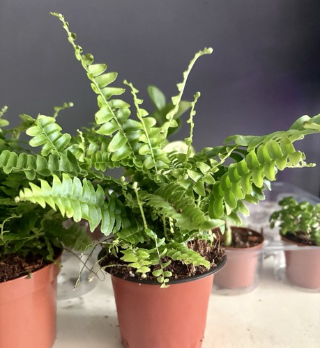 Boston fern 9cm pot - fern,