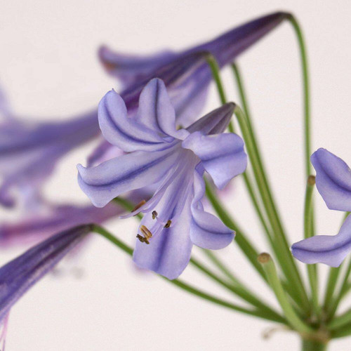 Gal agapanthus ever star - gal.,
