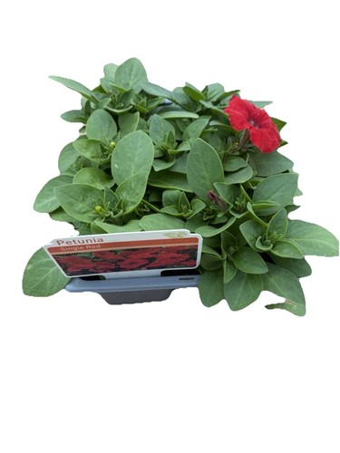 Petunia red pack 6 garden - red, of