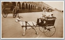 SOCIAL HISTORY Postcard Brighton Goat Cart Children Madeira Drive