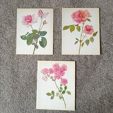 3 Vintage Botanical Prints