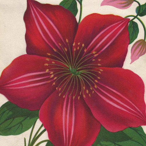 Victorian seed catalog print - seed,
