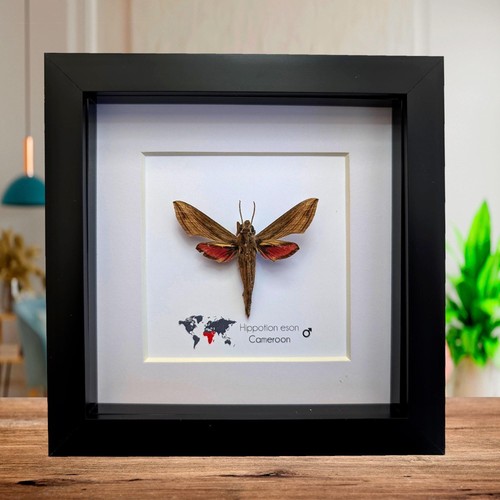 Framed vine hawk moth - framed, display