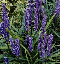 1 x round 9cm Liriope Muscari