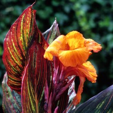 Exotic Plants, Giant Canna Tropicanna, Striped Foliage, Orange Blooms, 9cm Pot
