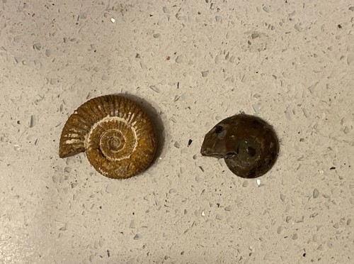 Small ammonite fossils real - fossils,