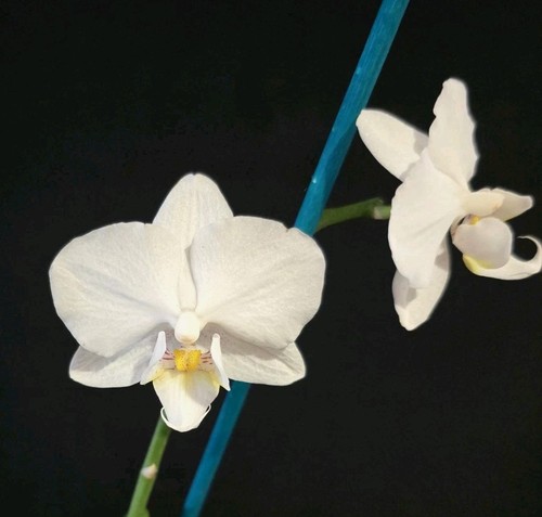 Phalaenopsis white flower - white., 1