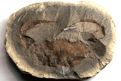 Rare fossil crab - crab, in
