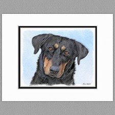 Beauceron Dog Original Art Print 8x10 Matted to 11x14