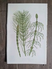 Antique Late 19th Century Illustration Print Anne Pratt Botanical Botany