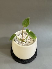 Anthurium Fort Sherman