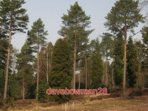 Photo conifer trees - conifer, in