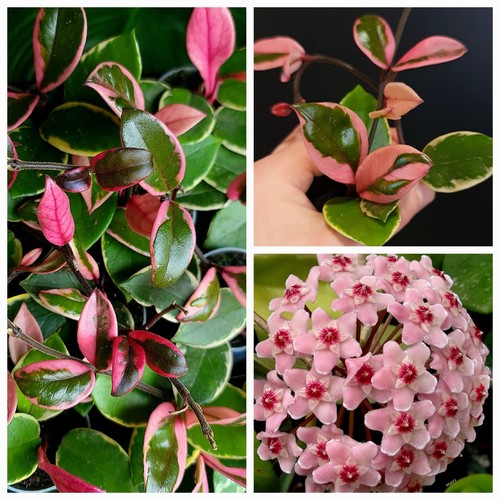 Hoya pink flamingo rooted - hoya,