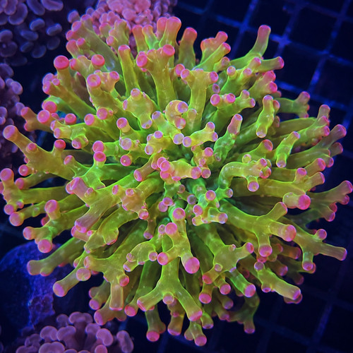 Pink tip frogspawn coral live - frogspawn, coral.