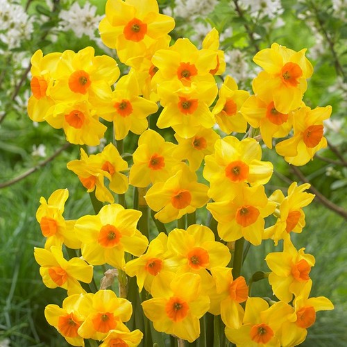 Narcissus martinette 25 or - 10,,