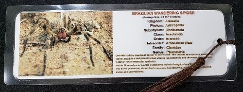 Venomous spiders bookmark - venomous,