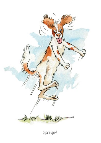 Springer spaniel dog a5 - dog, high