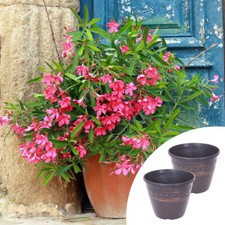 Mediterranean Flowering