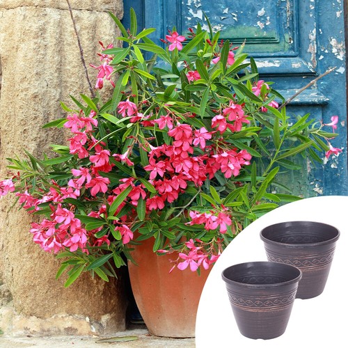 Mediterranean flowering - mediterranean,