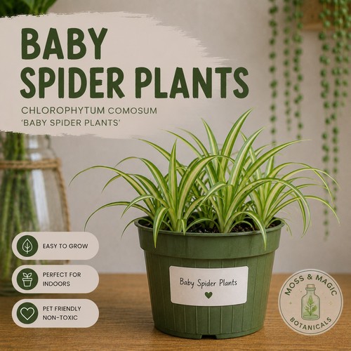 Baby spider plant - baby,