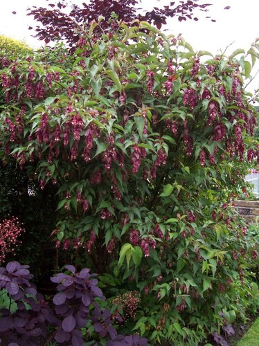 Leycesteria formosa purple - leycesteria,