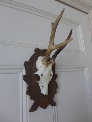 Roe deer skull antlers - skull,