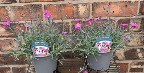 Large pot dianthus - x,