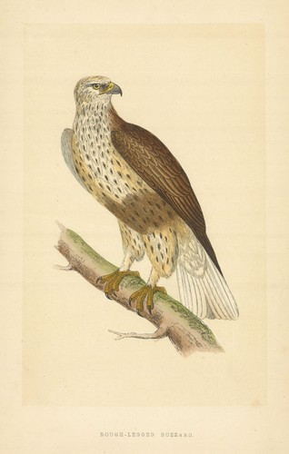 Rough legged buzzard - rough-legged, morris's