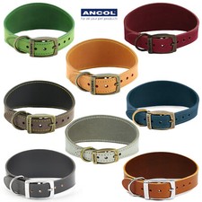 Dog Collar Whippet Greyhound