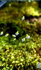BLADDERWORT-(Utricularia