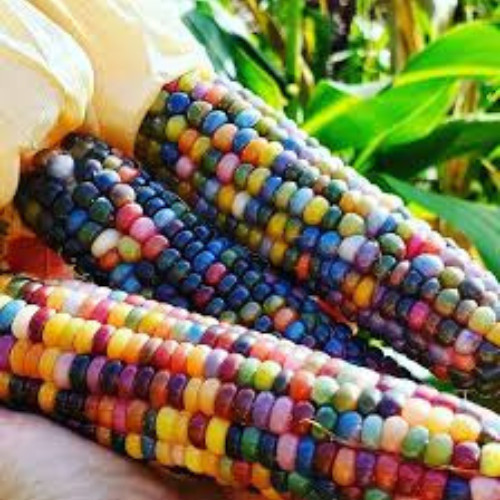 Rainbow multicoloured corn - multicoloured,