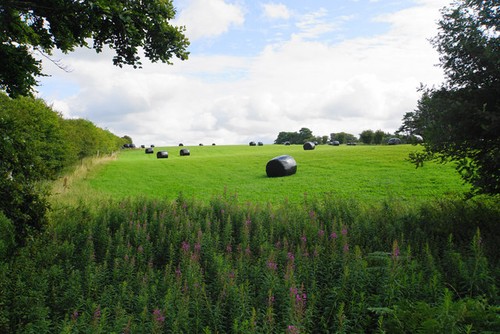 Photo field of - a3,