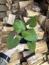3 x Purple Honesty (Lunaria