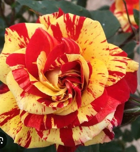 Red yellow striped - striped, miniature