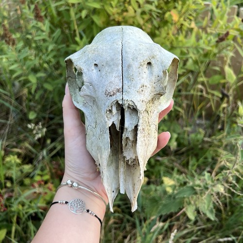 Real sheep skull skulls - real,
