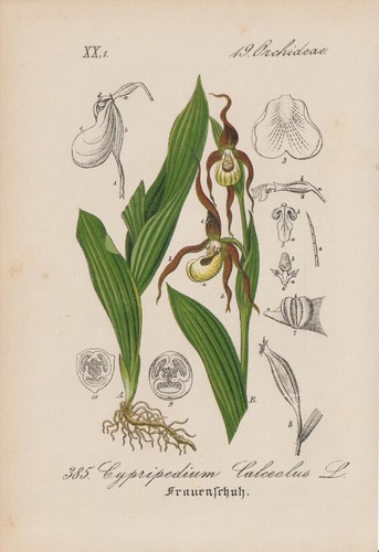 Yellow lady shoe cypripedium - lady, (cypripedium