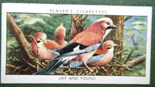EURASIAN JAY   Vintage 1932