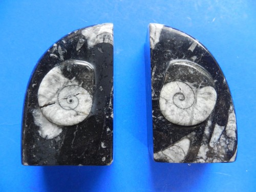 Pair devonian age limestone - pair,