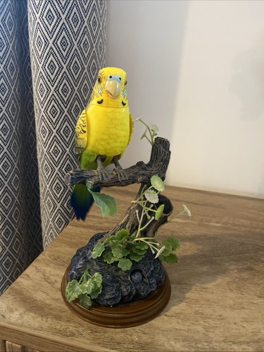 Talking parrot budgerigar - parrot, bird