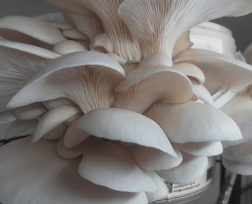 Oyster mushroom grow - kit, |