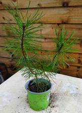 Swiss Mountain pine/ Pinus
