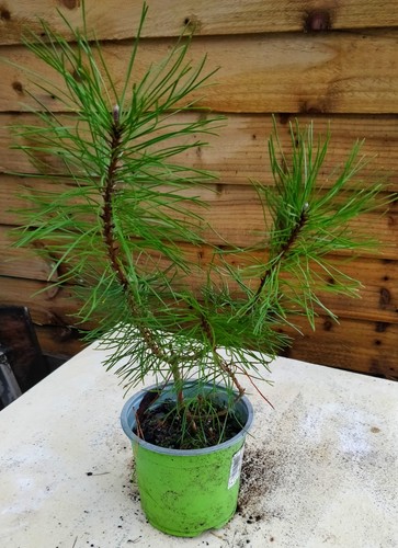 Swiss mountain pine - swiss, pinus